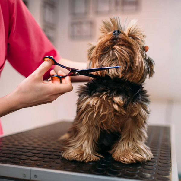 Pet Fur Trimming Set